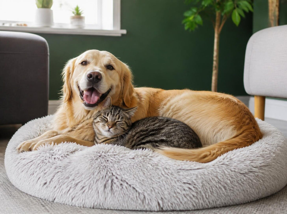 A golden retriever and a tabby cat curled up together on a fluffy round bed